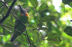 Psilopogon rafflesii