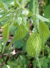 Rubus divaricatus