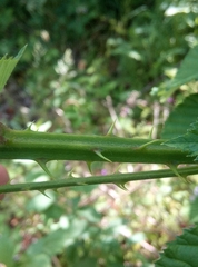 Rubus divaricatus