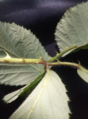 Rubus divaricatus