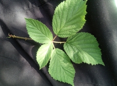 Rubus divaricatus