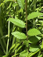 Ulmus parvifolia