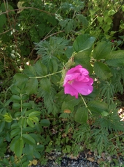 Rosa rugosa
