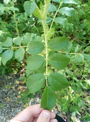 Rosa rugosa