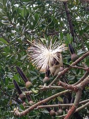 Pseudobombax ellipticum