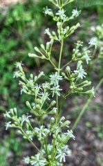Silene wolgensis