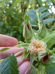 Rosa rugosa