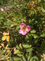 Rosa rubiginosa