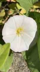 Convolvulus arvensis