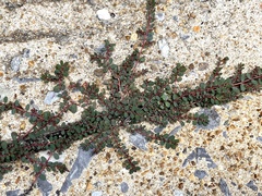 Euphorbia prostrata