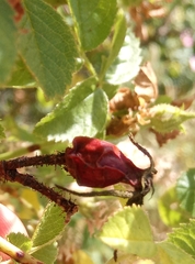 Rosa rubiginosa
