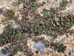 Euphorbia prostrata