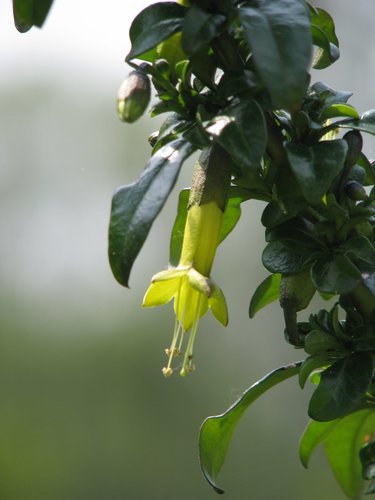 Vestia foetida Hoffmanns.