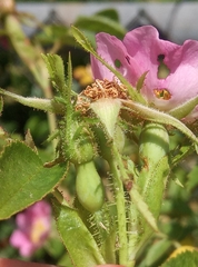Rosa rubiginosa