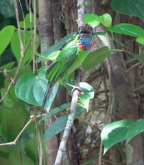 Psilopogon rafflesii