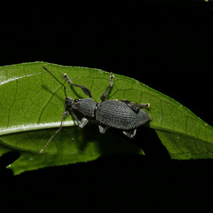Peritelini