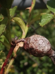 Rosa rubiginosa
