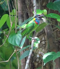 Psilopogon rafflesii