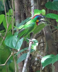 Psilopogon rafflesii