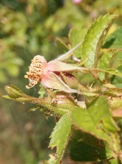 Rosa rubiginosa