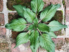 Echium plantagineum