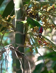 Psilopogon rafflesii