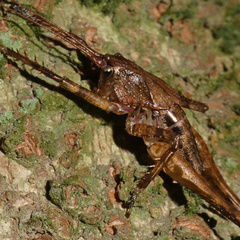 Arytropteridini