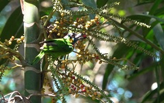 Psilopogon rafflesii