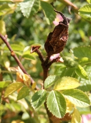 Rosa rubiginosa