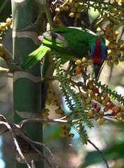 Psilopogon rafflesii