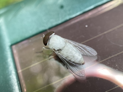 Leucotabanus annulatus photo 2