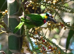 Psilopogon rafflesii