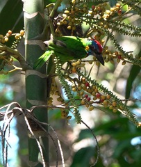 Psilopogon rafflesii