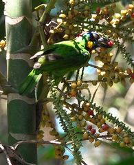 Psilopogon rafflesii