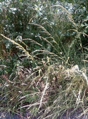 Arrhenatherum elatius