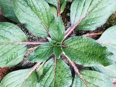 Echium plantagineum