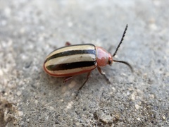 Disonycha leptolineata