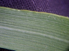 Arrhenatherum elatius