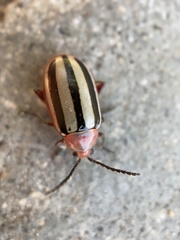 Disonycha leptolineata