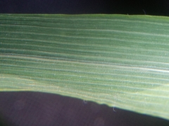 Arrhenatherum elatius