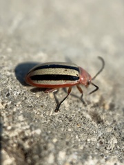 Disonycha leptolineata