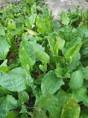 Plantago major