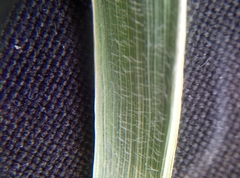 Arrhenatherum elatius