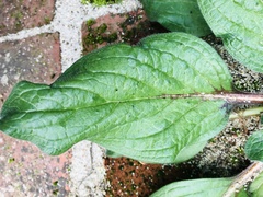 Echium plantagineum
