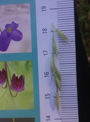 Arrhenatherum elatius