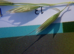 Arrhenatherum elatius