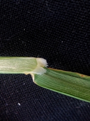 Arrhenatherum elatius