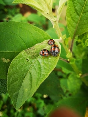 Epilachna mexicana