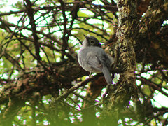 Melaenornis fischeri