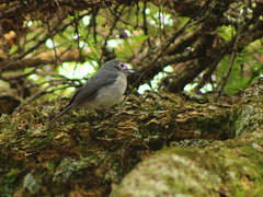 Melaenornis fischeri